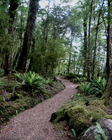 Much of the hike meandered through stretches of beech forest like this