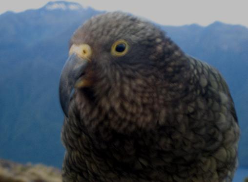 Cheeky kea (New Zealand parrot) curious about my camera