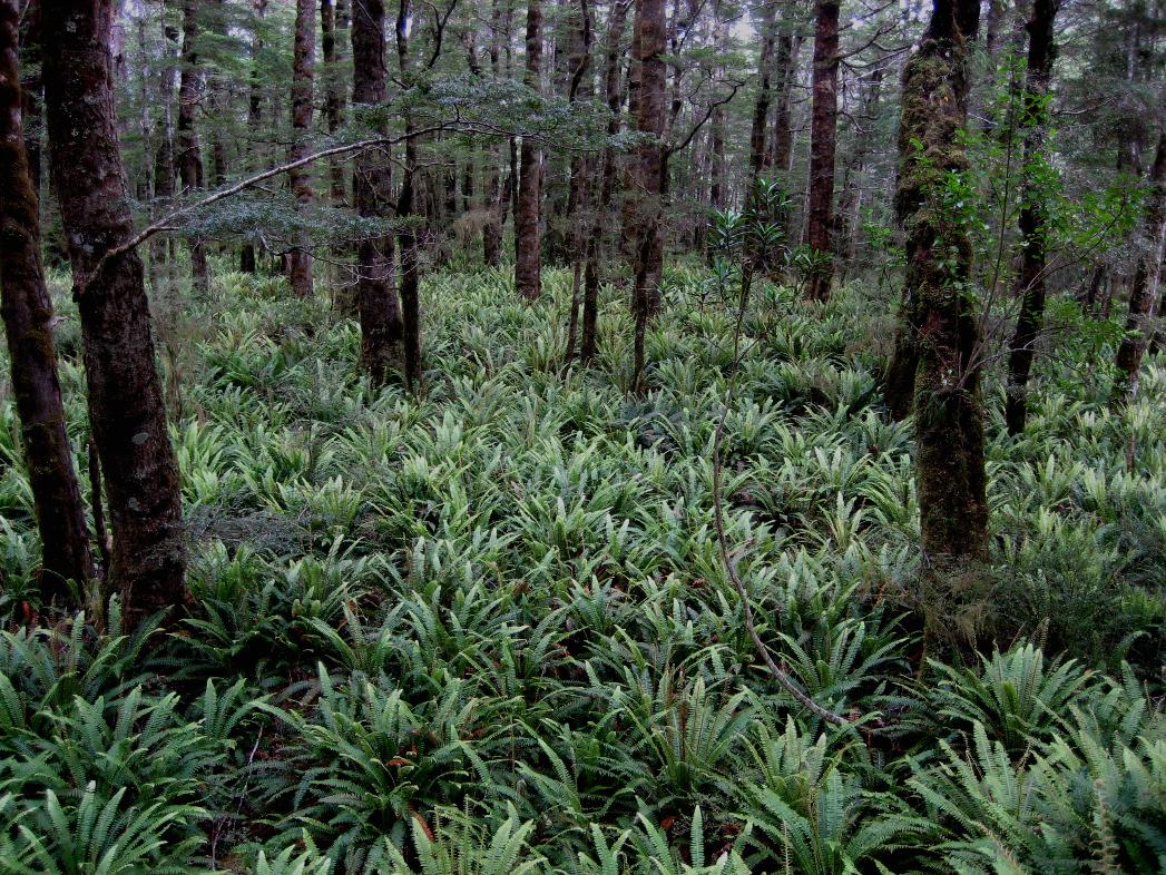 We love the amazing fern forests here