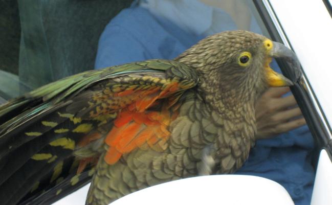 Cheeky kia on the Milford Road biting the rubber seal on our car window