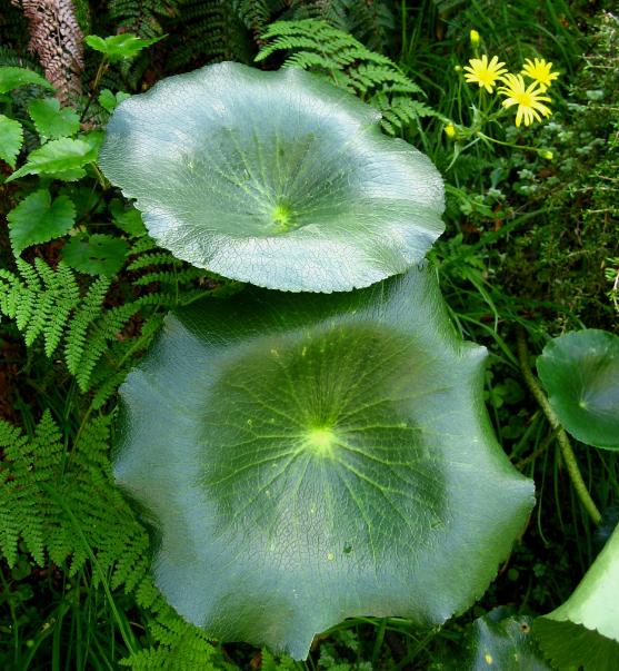 These unusual plants grew trailside near the summit