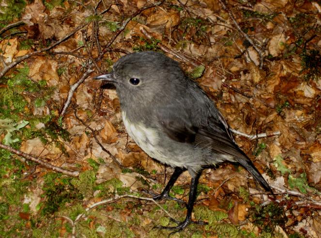 New Zealand robins look a bit different than American ones