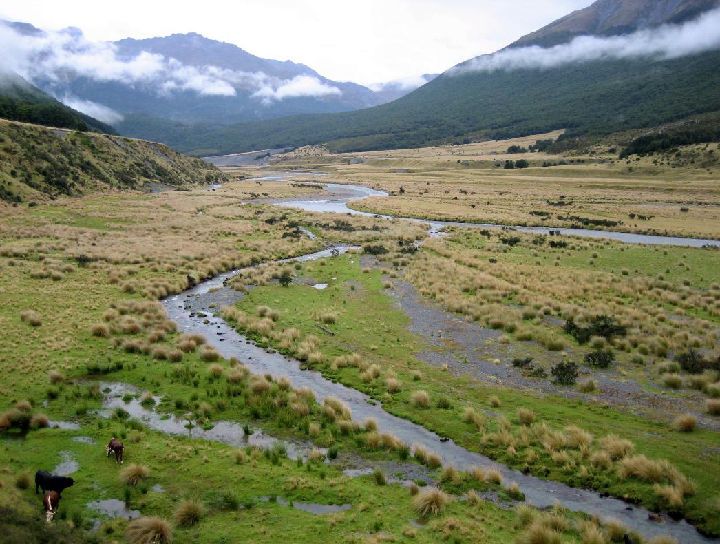 Cows graze in paradise near the meandering Greenstone River