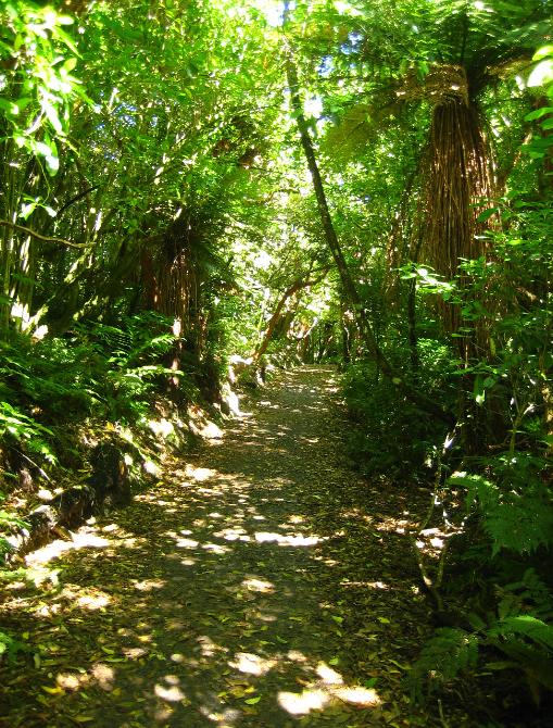 Dappled forests like these are such a pleasure to walk through