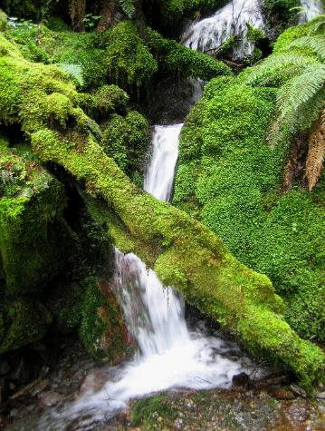 Ultra-green moss and waterfalls are a part of every Fiordlands tramp