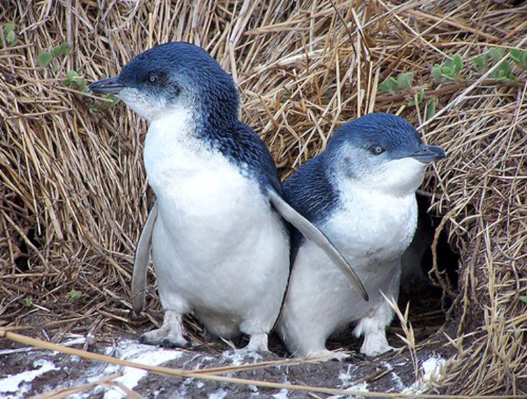 Blue penguins are the smallest penguins in the world